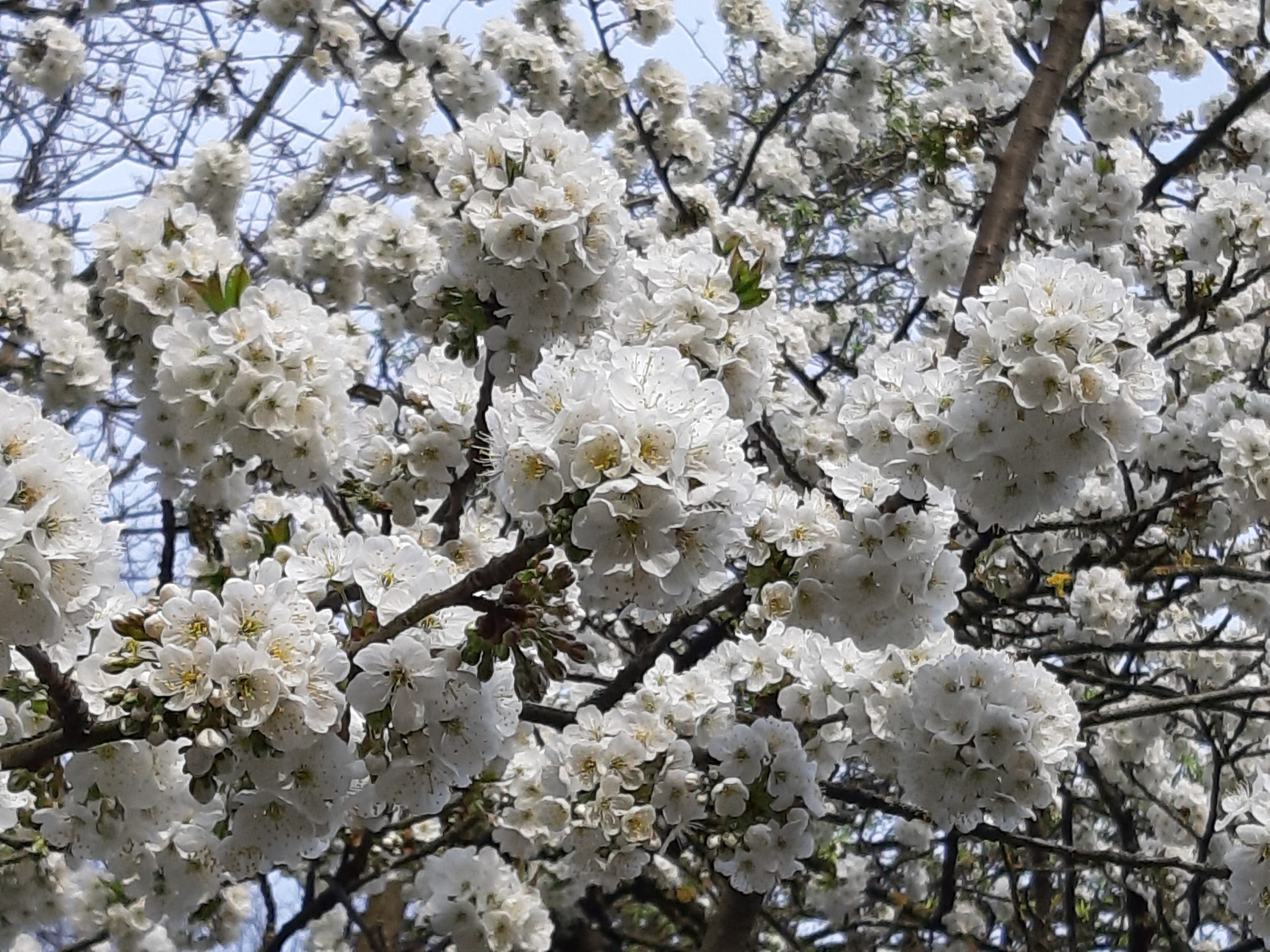 Die Dosis macht das Gift – fröhliches Fastenbrechen