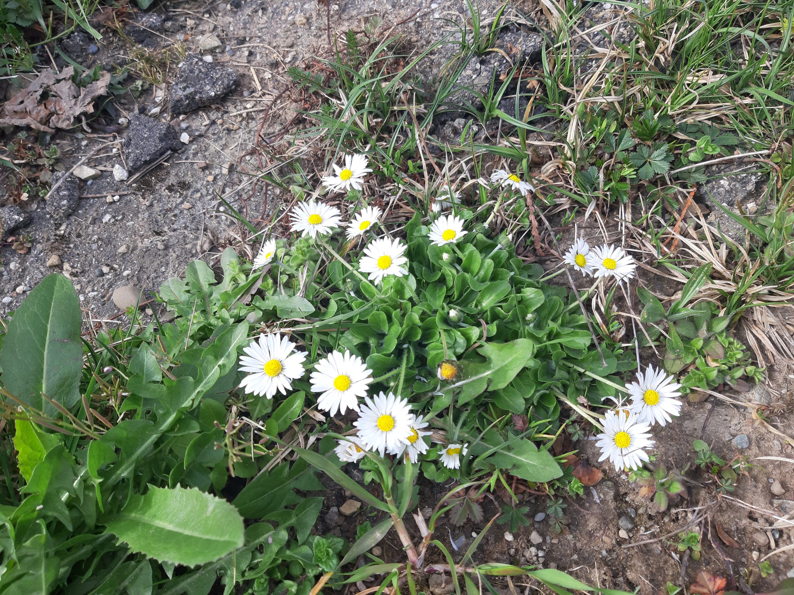 Überirdische Ausstrahlung dank regelmäßiger Einnahme von Gänseblümchen