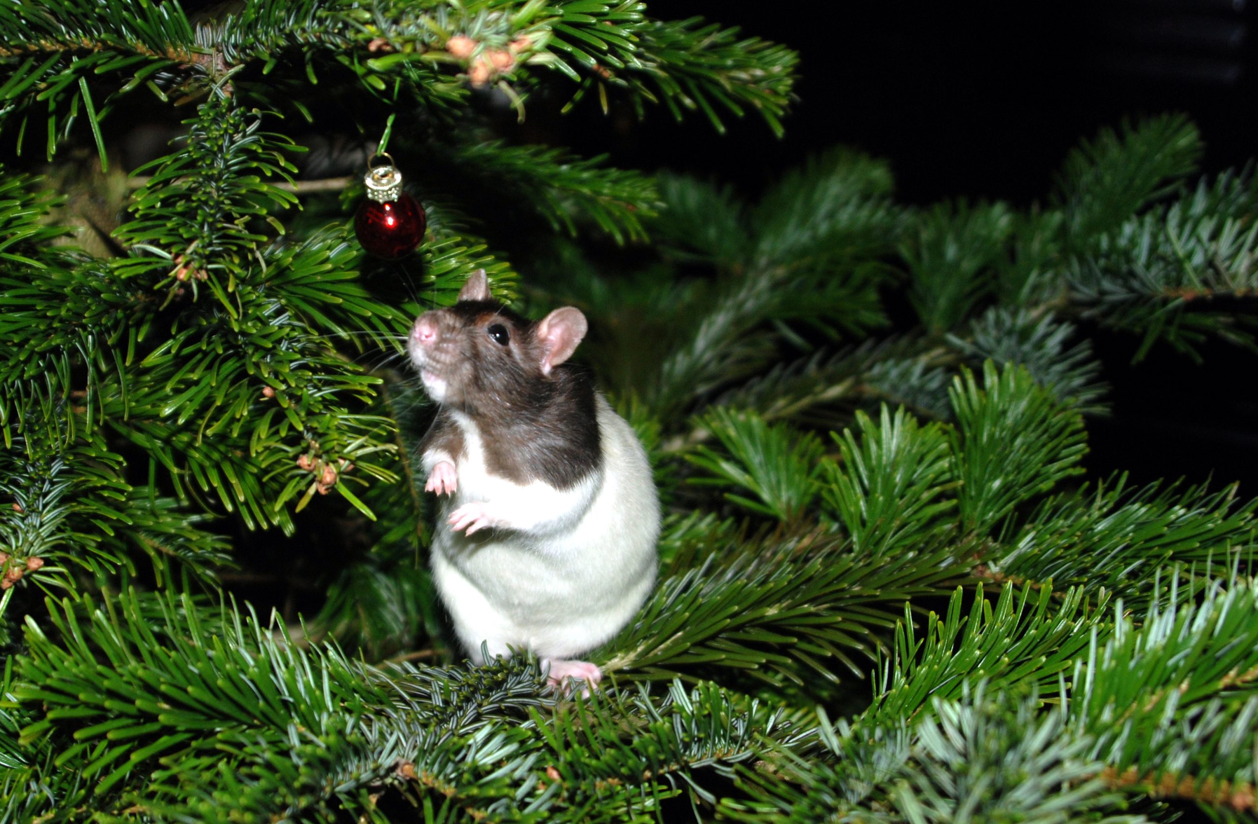 Es weihnachtet sehr – jetzt schon?!