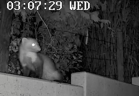 Ah, sie sind überall