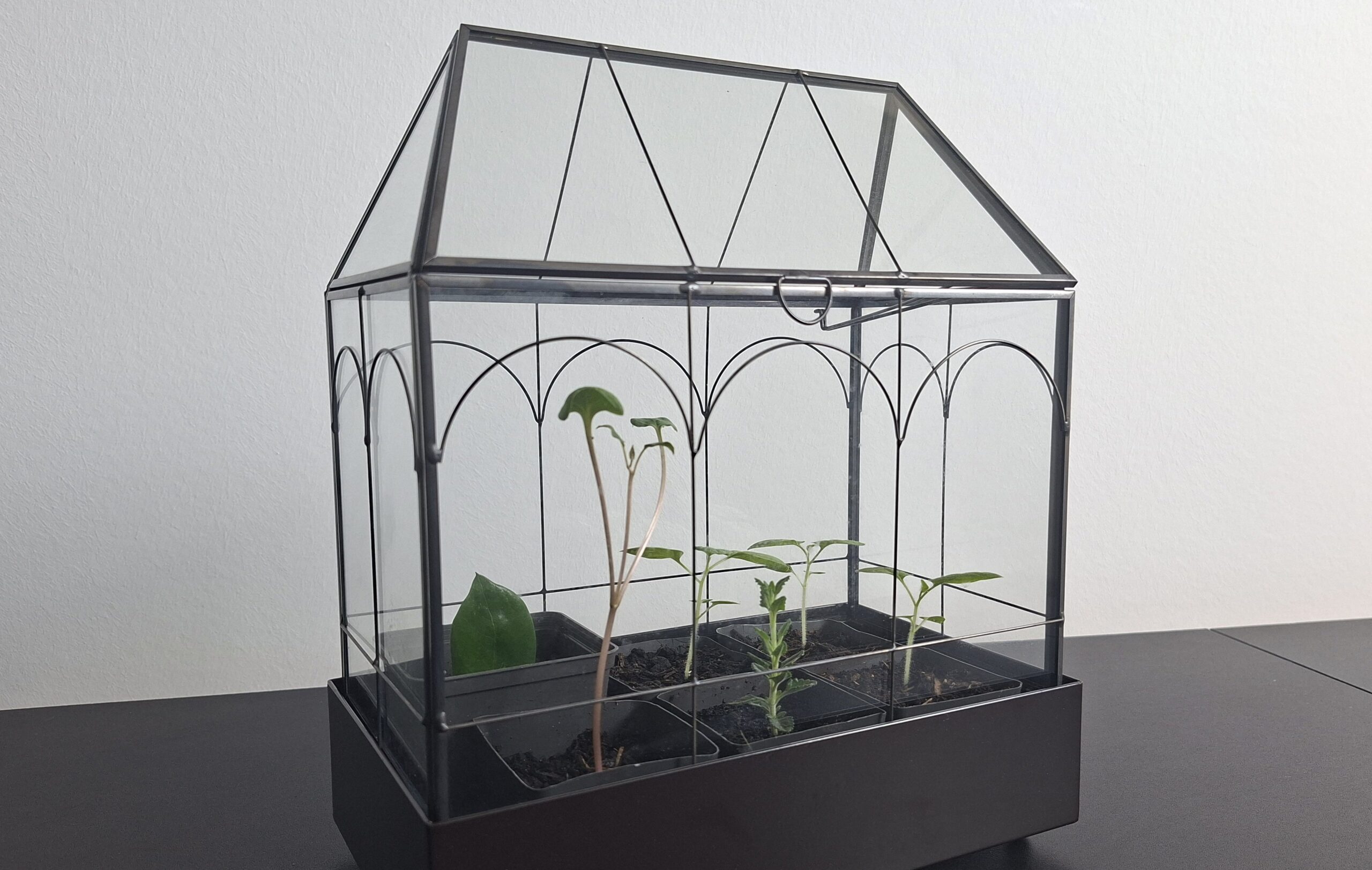 Da kommt Leben in die Bude